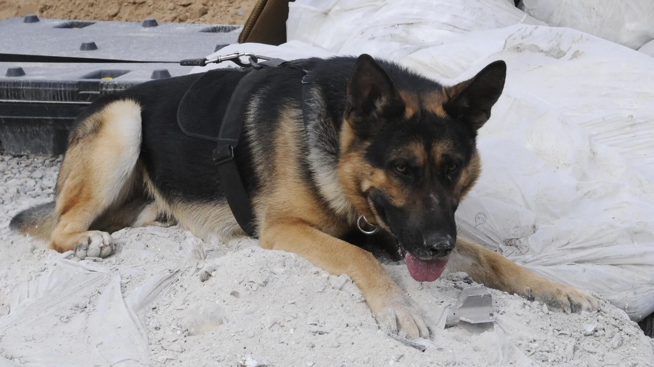Heby-explosive-detection-dog