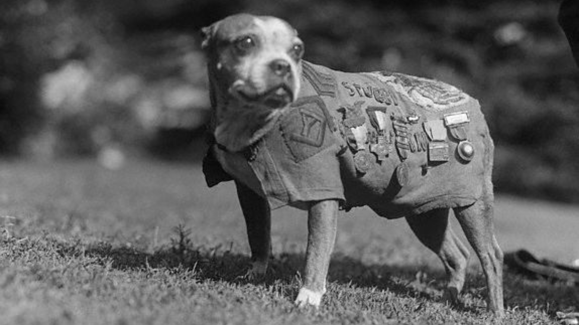 Sgt Stubby